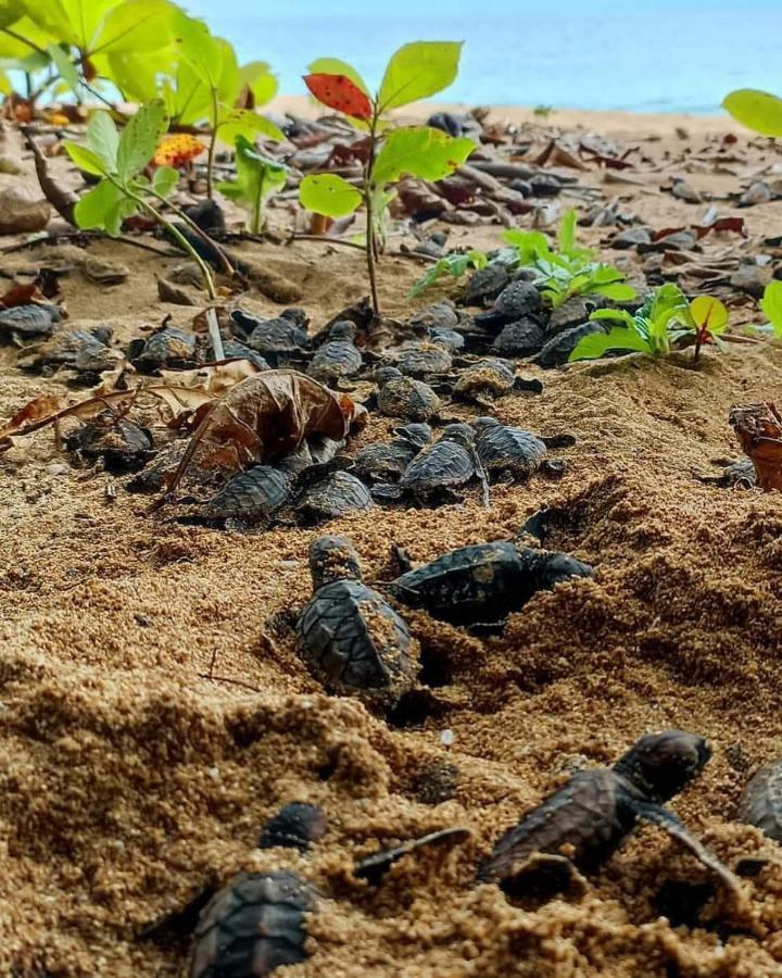 Caribbean View Apartment Tortuguero Bagian luar foto