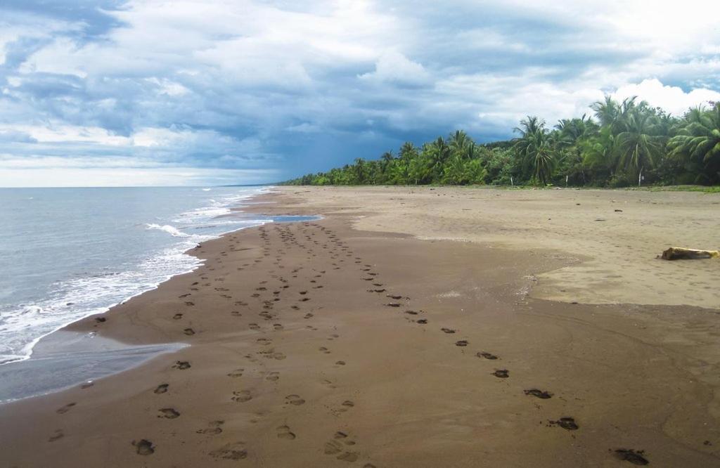 Caribbean View Apartment Tortuguero Bagian luar foto