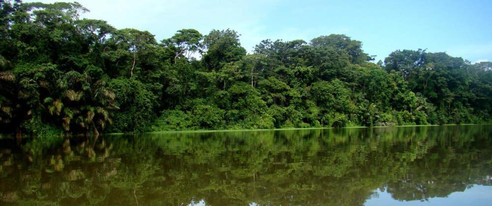 Caribbean View Apartment Tortuguero Bagian luar foto