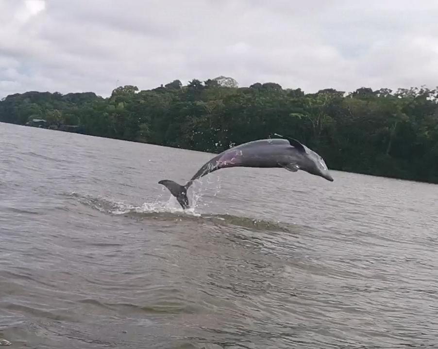 Caribbean View Apartment Tortuguero Bagian luar foto
