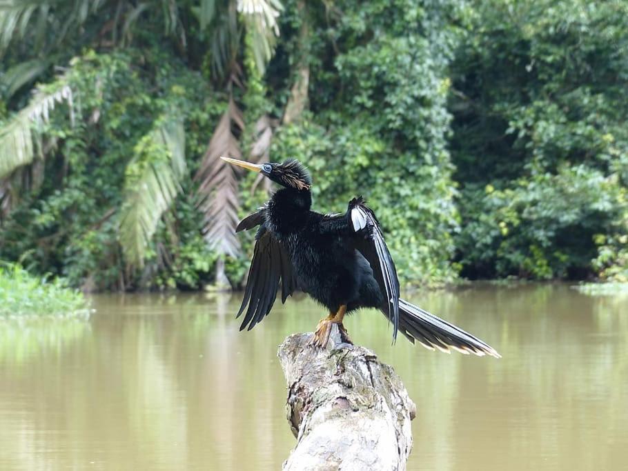 Caribbean View Apartment Tortuguero Bagian luar foto