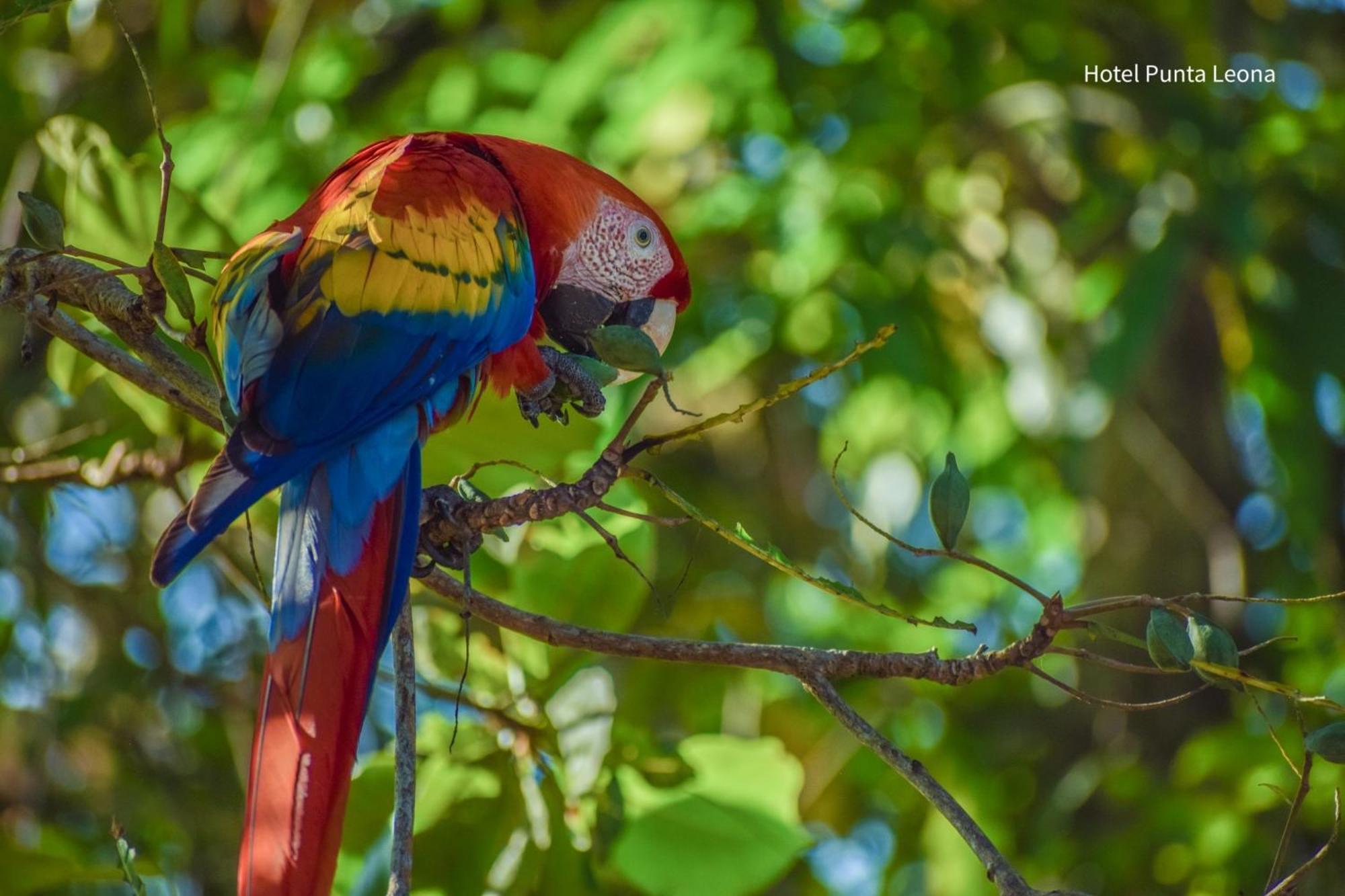 Caribbean View Apartment Tortuguero Bagian luar foto